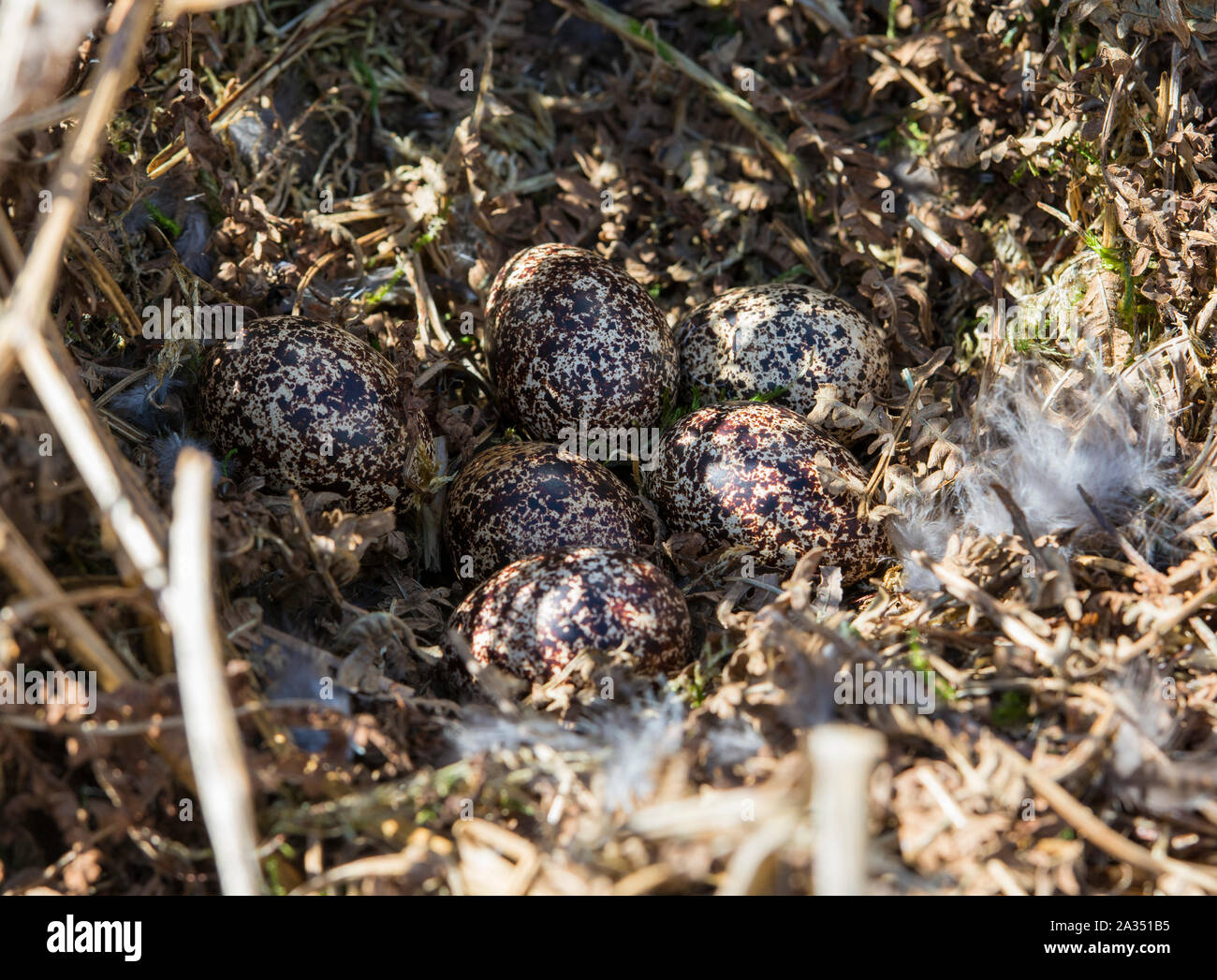 Lagopède des saules (Lagopus lagopus scotica) nid avec 7 œufs dans le Yorkshire Dales National Park, England. Banque D'Images
