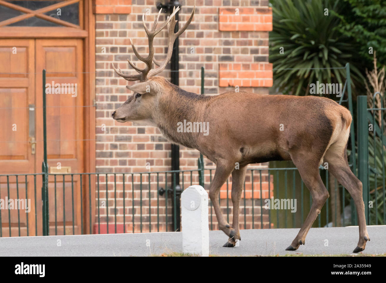 Red Deer stag traverse route durant le rut Bushy Park. Londres, Royaume-Uni. Banque D'Images