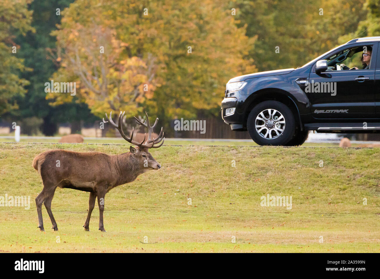 Red Deer stag pendant le rut Bushy Park. Londres, Royaume-Uni. Banque D'Images