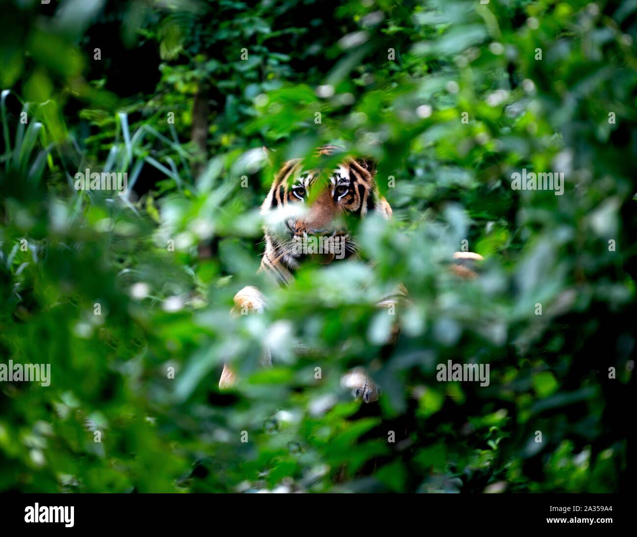 Bengal Tiger entre bush vert Banque D'Images