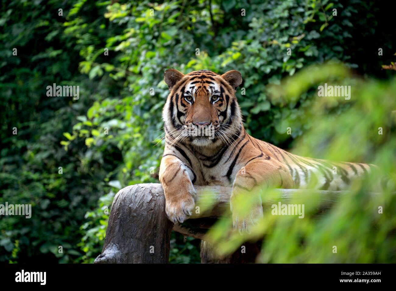 Bengal Tiger entre bush vert Banque D'Images