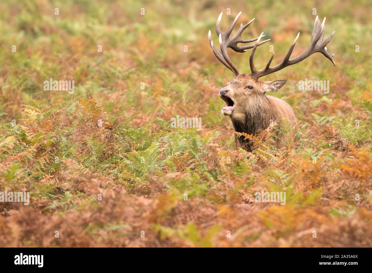 Red Deer stag pendant le rut Bushy Park. Londres, Royaume-Uni. Banque D'Images