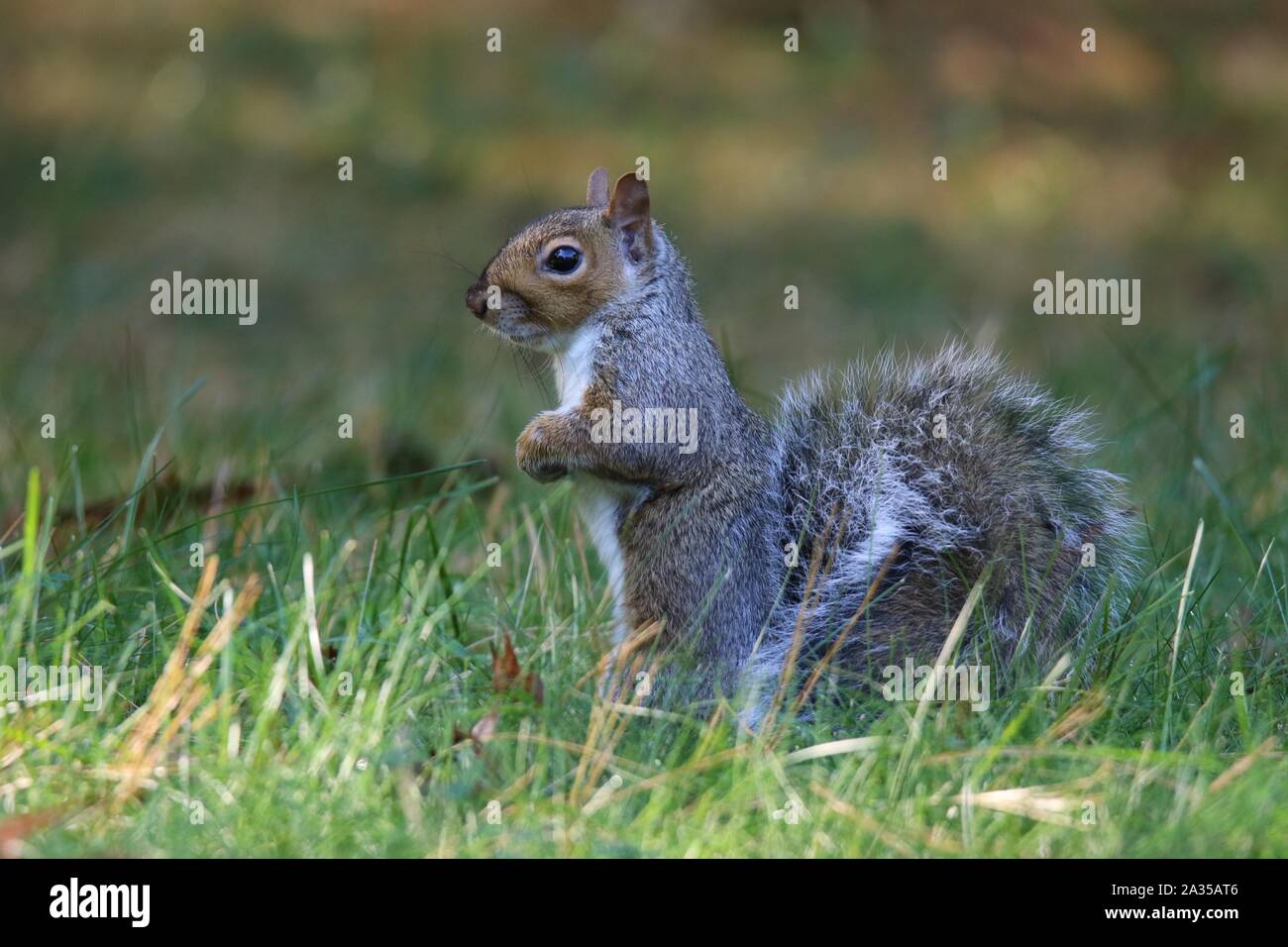Un écureuil gris Sciurus carolinensis en quête de nourriture à l'extérieur dans l'herbe sur un matin d'automne Banque D'Images