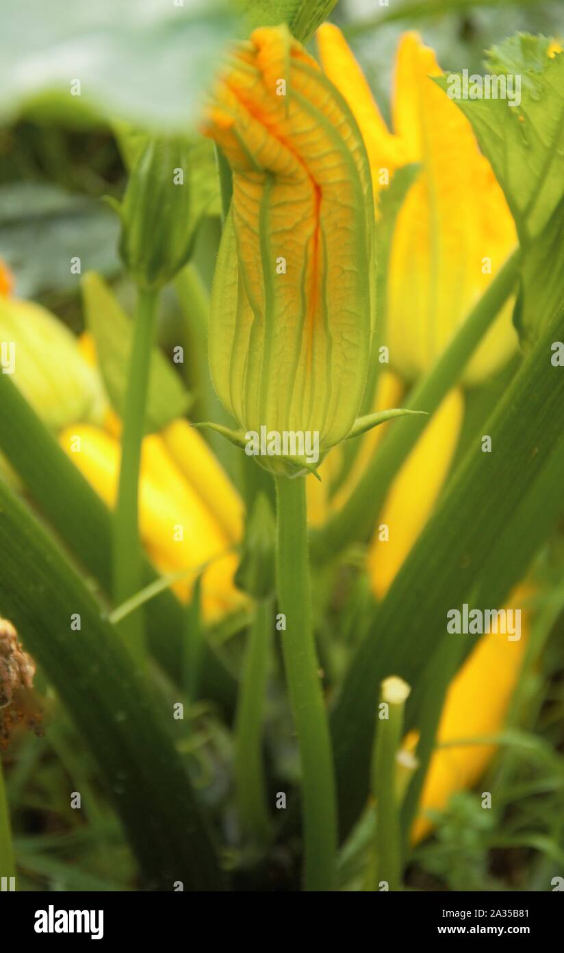 Fleur de courgette prêt à ouvrir en été dans un allotissement à Nimègue aux Pays-Bas Banque D'Images