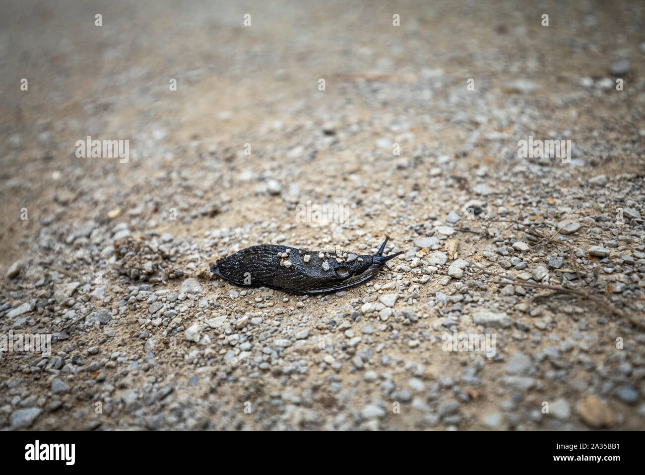 Le géant noir Arion ater slug sur sentier de gravier close up Banque D'Images