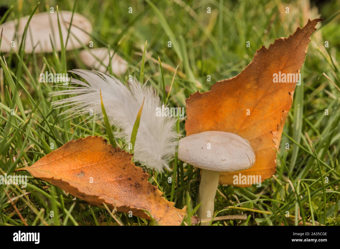 De plus en plus de champignons dans l'herbe verte, entre les feuilles d'automne , vitre, rosée, matin, de plus en plus rapide, délicate, feuilles, toxiques, Banque D'Images