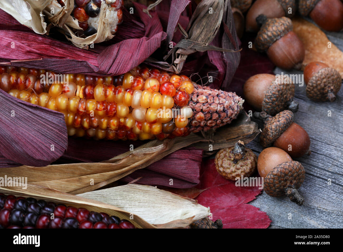 Le maïs de grâce avec les glands et les feuilles Banque D'Images