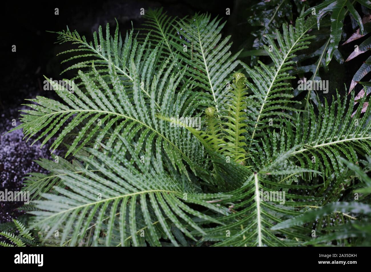 Blechnum gibbum 'Silver Lady' arbre nain fern. Banque D'Images