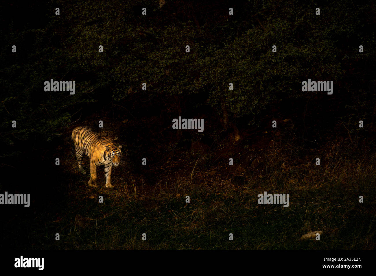 Bengal Tiger mâle droit artistique. Une image abstraite du tigre à corps plein de lumière du soir illuminé étincelait dans l'arrière-plan noir isolé, Ranthambore Banque D'Images