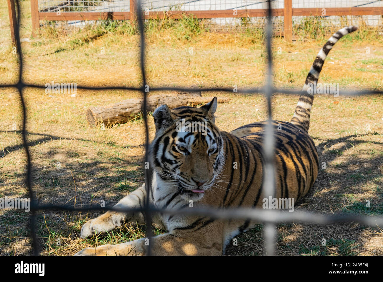 Dans le zoo de tigres adultes derrière la clôture Banque D'Images