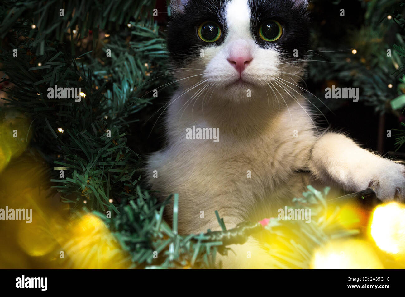 Petit Chat mignon assis dans l'arbre de Noël Banque D'Images