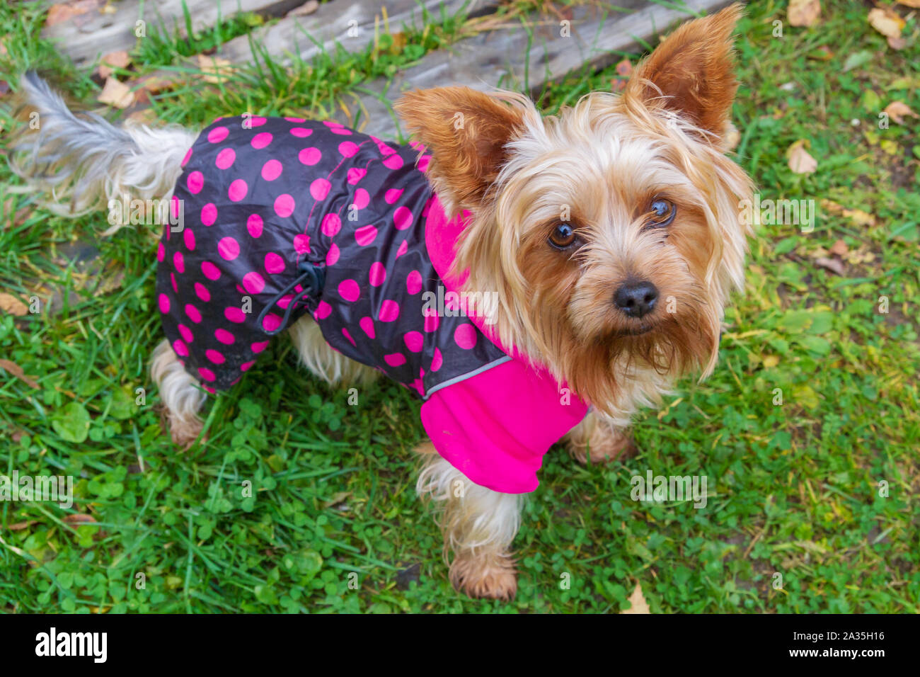 Vêtements de chien Yorkshire Terrier en tournant autour de la cour à l'automne Banque D'Images