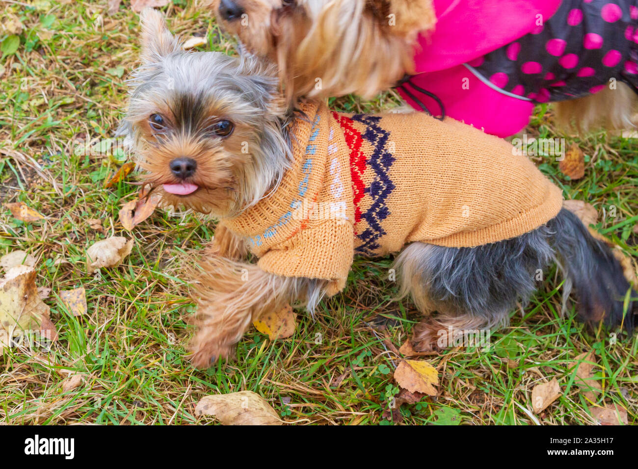 Vêtements de chien Yorkshire Terrier en tournant autour de la cour à l'automne Banque D'Images