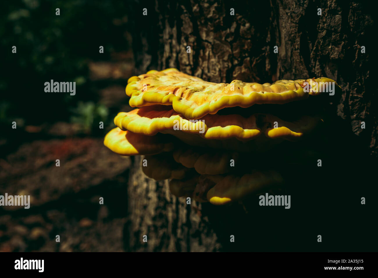 Champignons sauvages sur un arbre. couleur jaune Banque D'Images