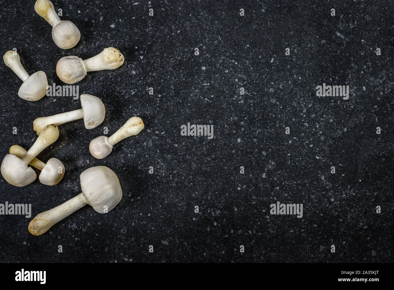 Frontière avec champignons blanc sur noir texture background avec l'espace pour le texte. Vue d'en haut. Banque D'Images