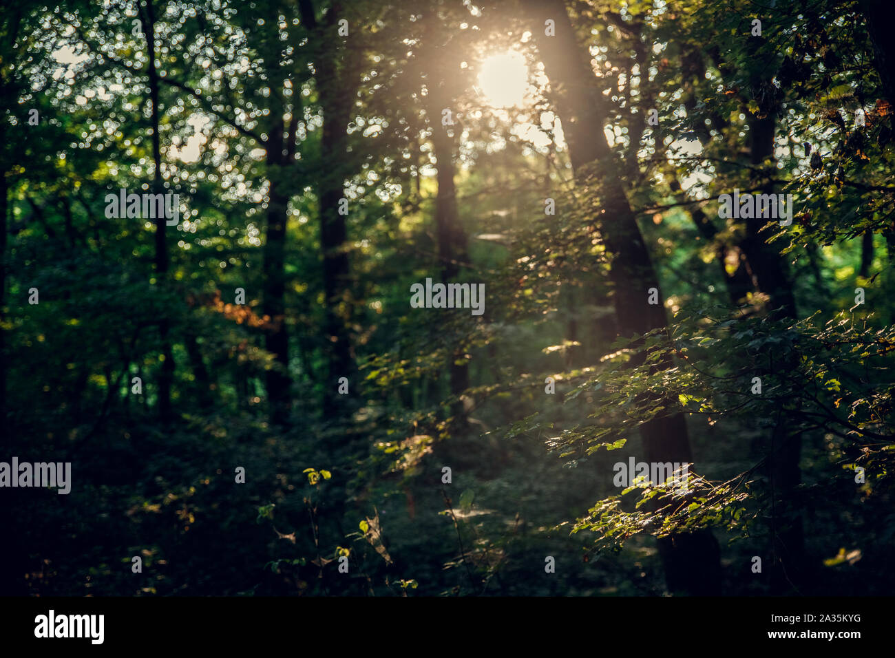 Coucher et au lever du soleil et paysage de forêt. Avec la lumière naturelle du soleil et rayons de soleil à travers les bois des arbres dans la forêt de l'été. Belle vue panoramique Banque D'Images