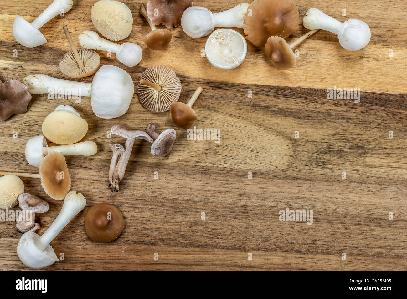 Un groupe de différents champignons vénéneux et comestibles du jardin pelouse. Automne fond. Banque D'Images