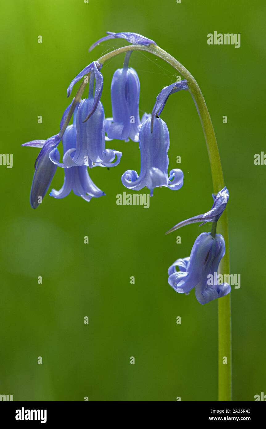 Bluebells (Hyacithgoides non-scripta) dans le bois de la réserve RSPB Crie, Newton Stewart, Dumfries et Galloway, Écosse SW Banque D'Images