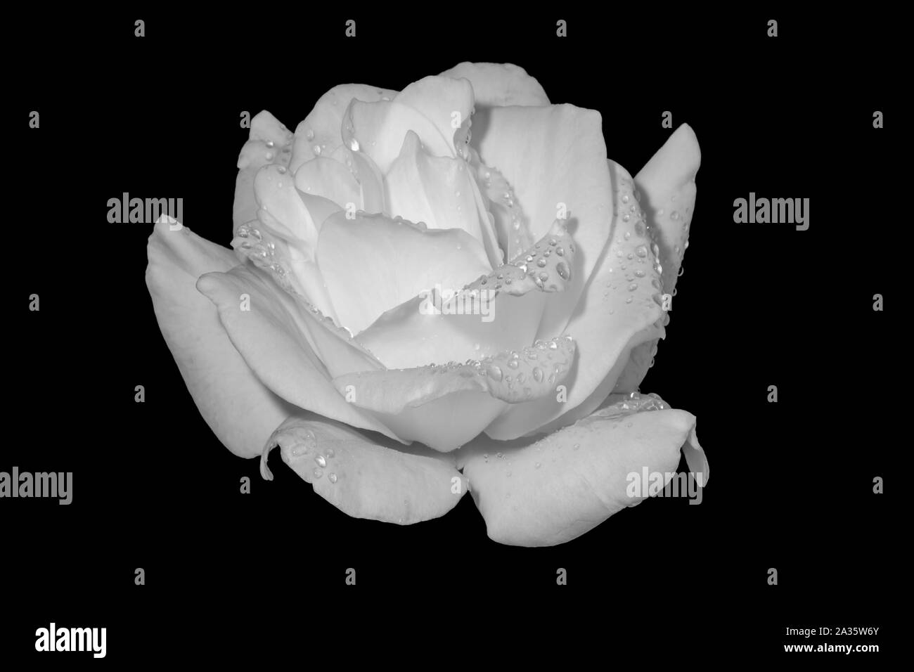 Frais monochrome rose blanche macro avec gouttes de pluie, la texture détaillées sur fond noir Banque D'Images