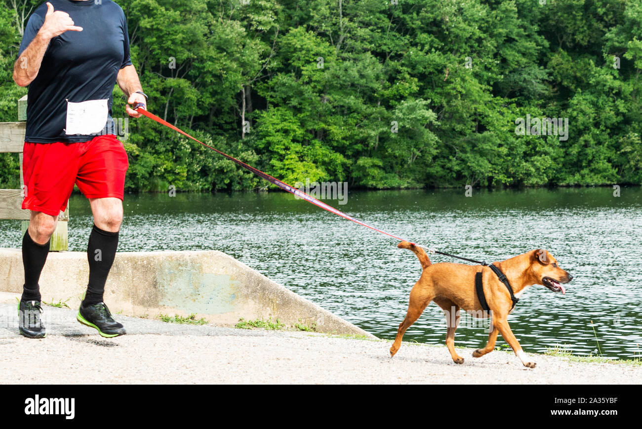 Un coureur est l'exécution d'une course de 10 km autour de Southards étang à Babylone avec un chien en laisse. Banque D'Images