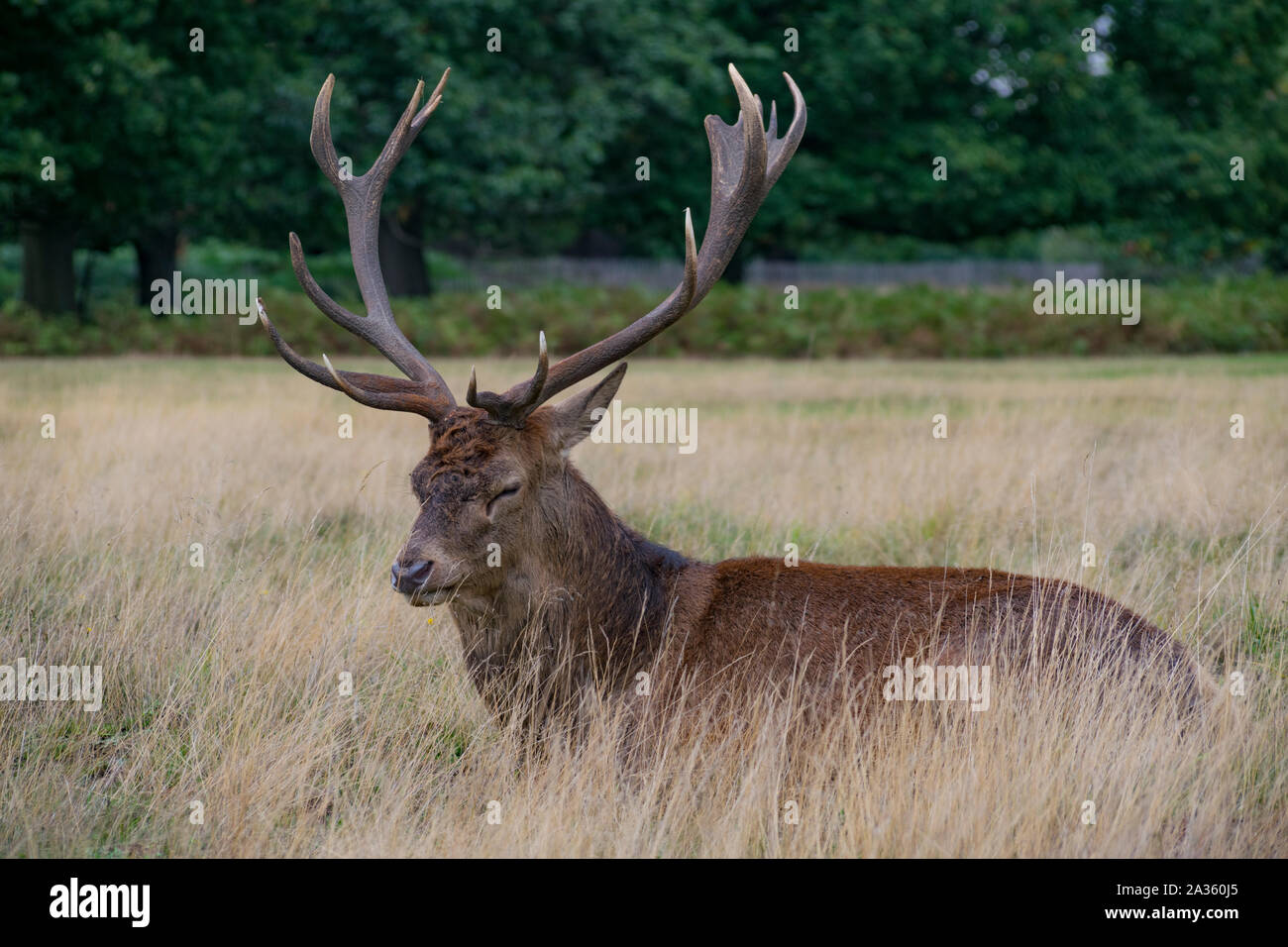 Red Deer stag assis dans l'herbe longue à Richmond Park, Richmond upon Thames, London, England Banque D'Images