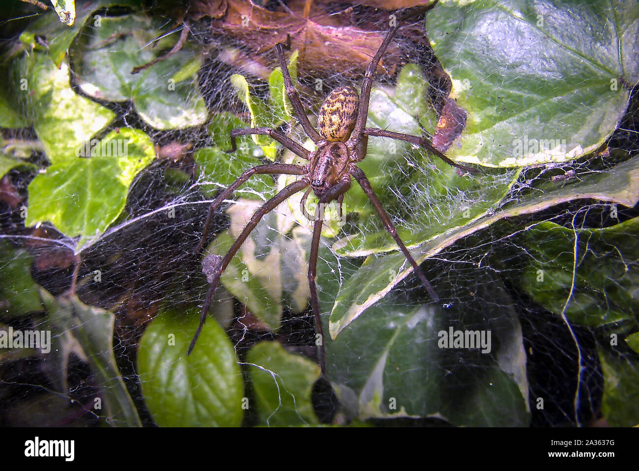 Grande maison en attente d'araignées se nourrissent d'araignées web. Arachnide. Silken web. Banque D'Images