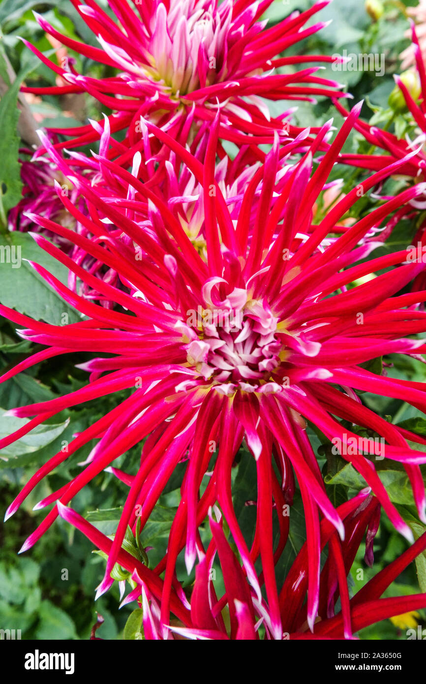 Dahlia 'Hollyhill Spiderwoman', cactus rouge Dahlias Banque D'Images