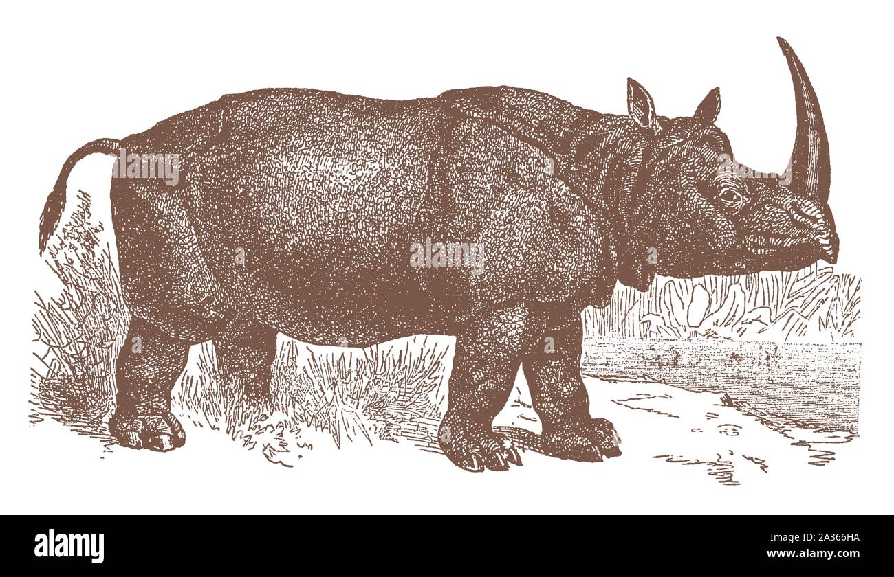 Menacé rhinocéros indien (Rhinoceros unicornis) en vue de côté. Après une illustration gravure lithographie du début du xxe siècle Illustration de Vecteur