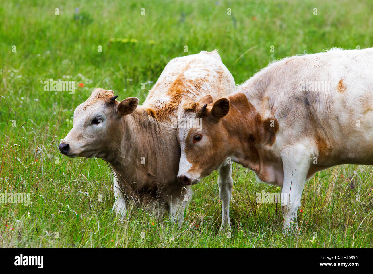 Génisse et veau Texas Longhorn dans le Wichita Mountains Wildlife Refuge, New York Banque D'Images