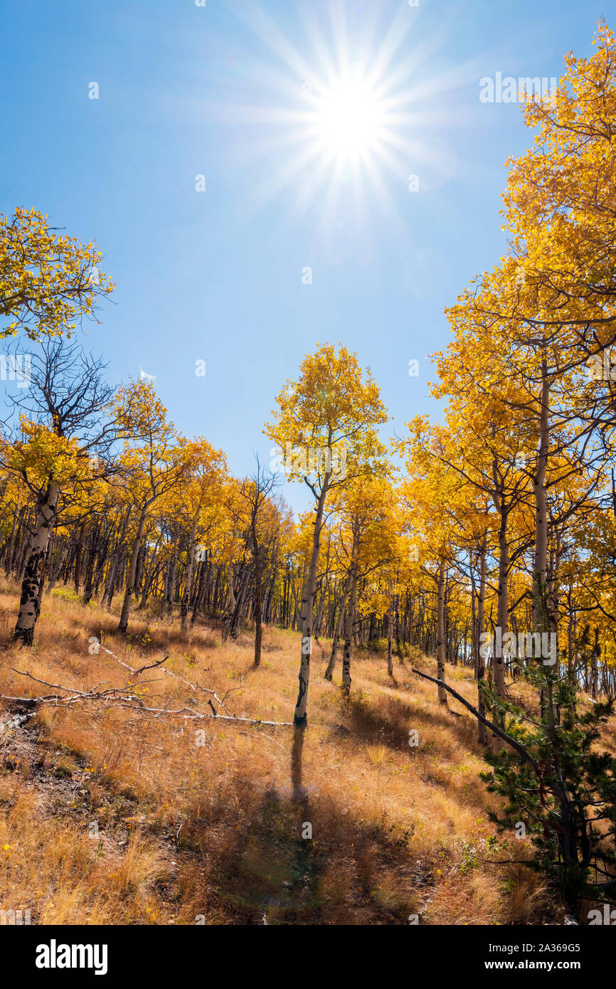Feuillage d'automne aux couleurs de l'automne, trembles, Aspen Ridge, le centre du Colorado, USA Banque D'Images