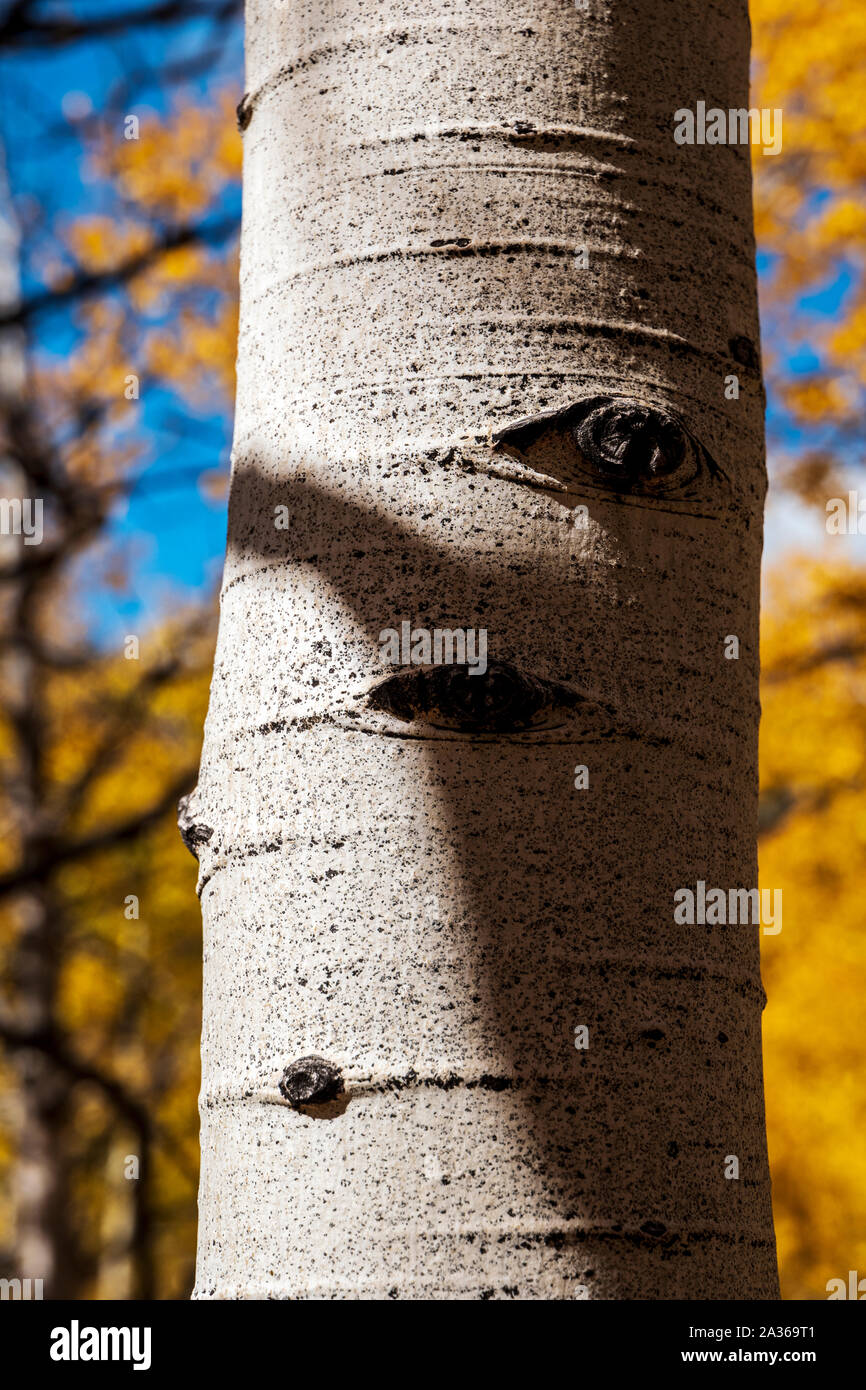 Close-up of texture blanc Aspen l'écorce des arbres ; Aspen Ridge, Colorado, USA Banque D'Images