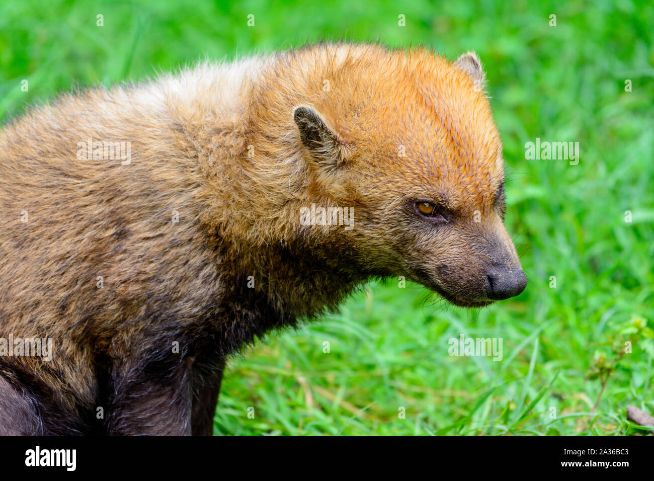 Speothos venaticus chien bush (profil), Banque D'Images