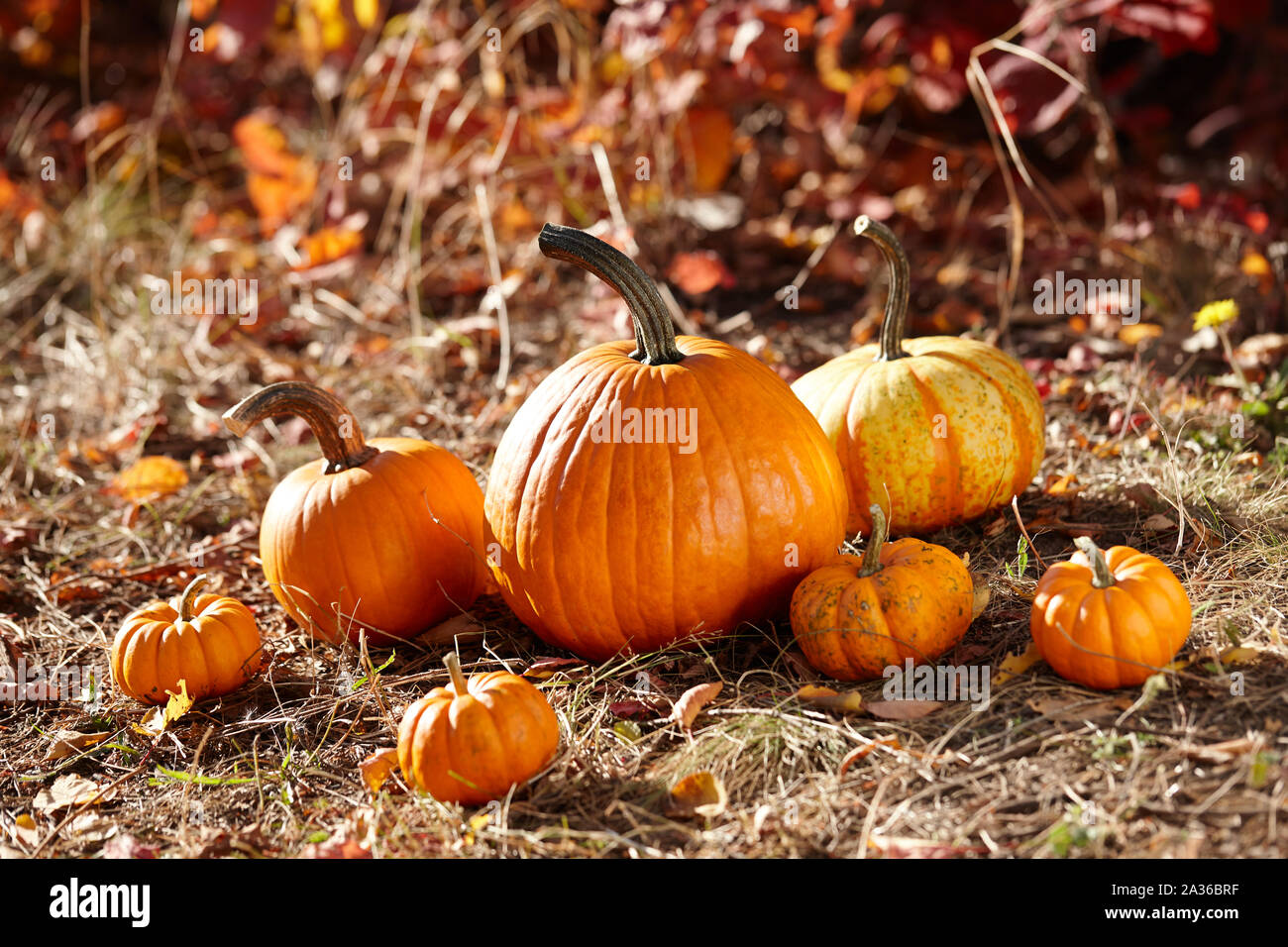 Citrouilles Orange en forêt d'automne Banque D'Images