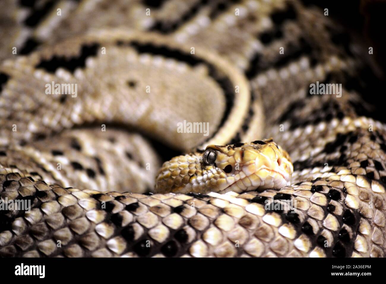 Un beau serpent venimeux et boudin Banque D'Images