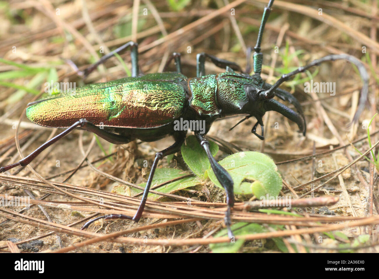 Insectes longicorne Cerambycidae Coleoptera ordonnance familiale dans la forêt tropicale de l'Amérique du Sud, Venezuela Banque D'Images
