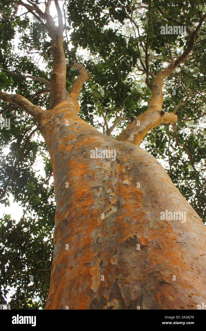 Compte tenu de la texture majestueux arbre Myrtaceae, Parc National El Avila, Caracas, Venezuela Banque D'Images