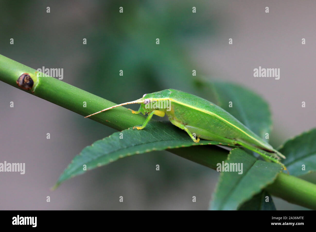 Arbre vert (Truljalia hibinonis Cricket) au Japon Banque D'Images