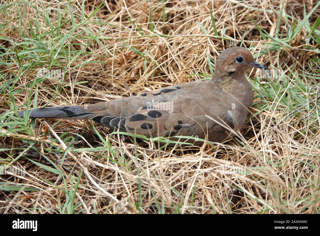 La tourterelle triste (Zenaida macroura) lying in grass en Floride, USA Banque D'Images