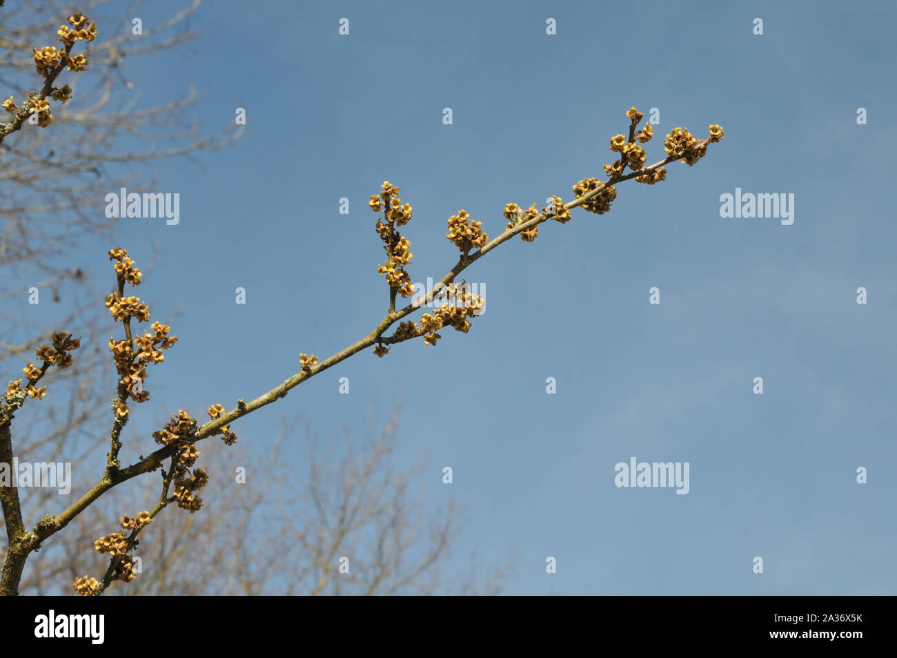 Brindille de Hamamelis virginiana, un arbuste à feuilles caduques la floraison en hiver, phytothérapie Banque D'Images