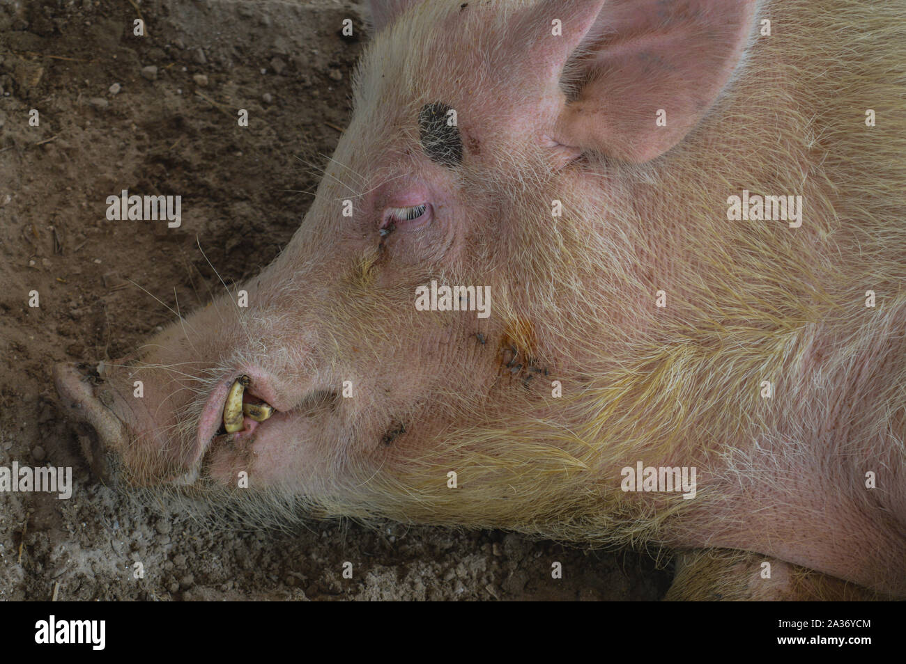 Le big indian pig mâle qui est la mise en valeur de l'agriculture équitable, ce grand mâle cochon indien est si riche, sa fertilité est si bon pour produire des porcs bébé, criez Banque D'Images