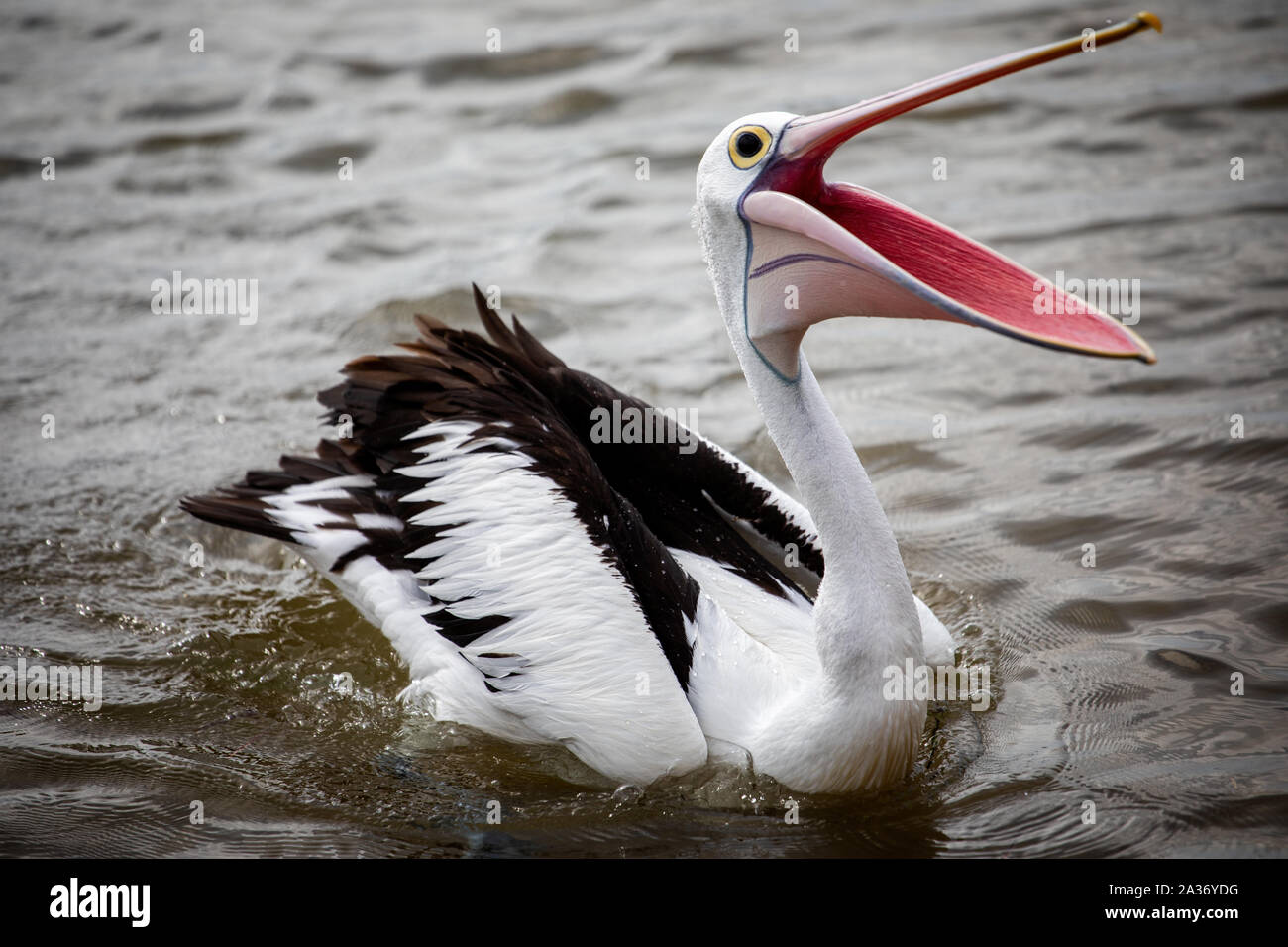 Close up of Pelican avec bec grand ouvert flottant sur la mer Banque D'Images