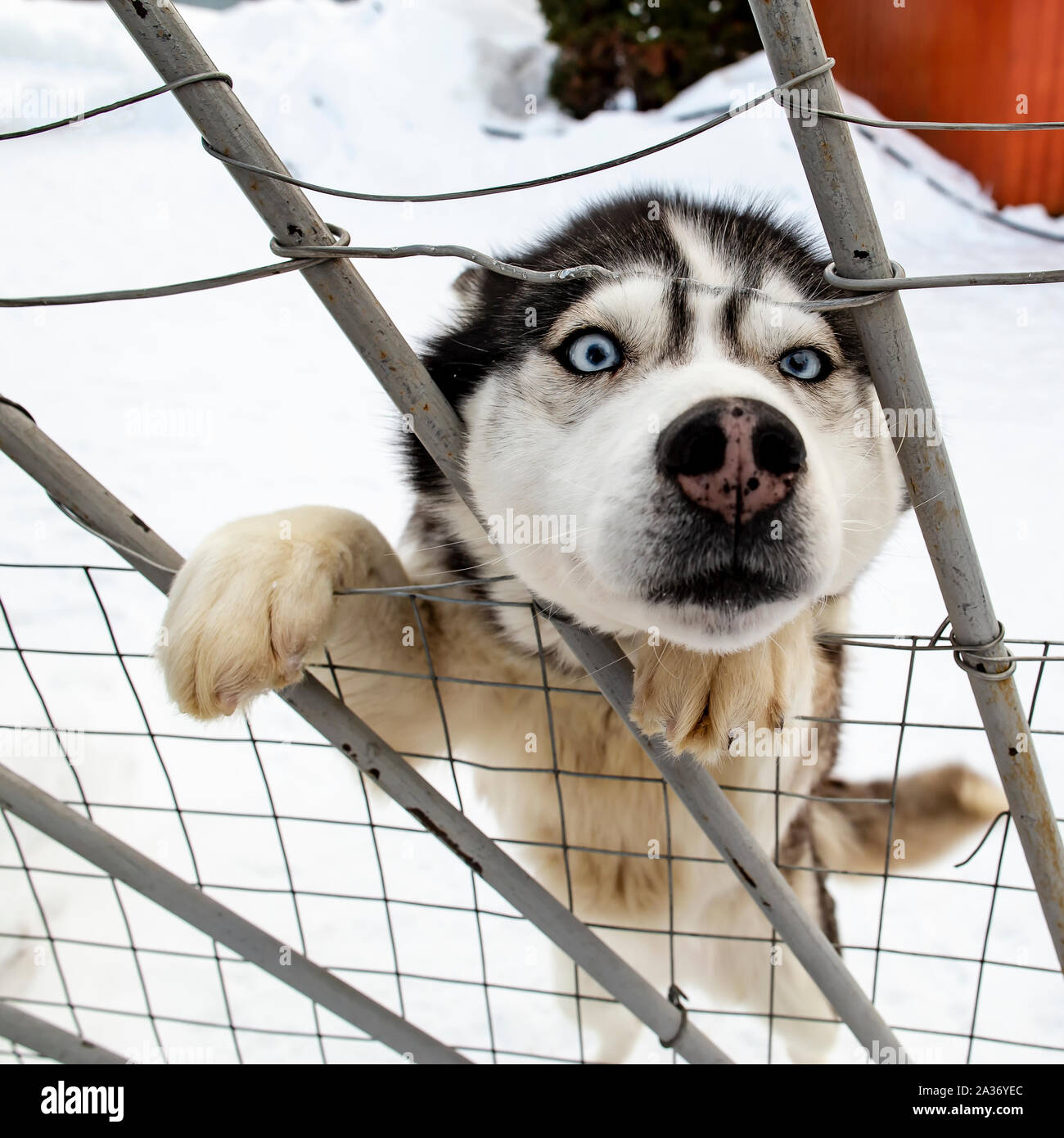 Un curieux chien husky de Sibérie s'est levé sur ses pattes et sa tête coincé par une barrière métallique, sur fond de neige, à un jour d'hiver à Banque D'Images