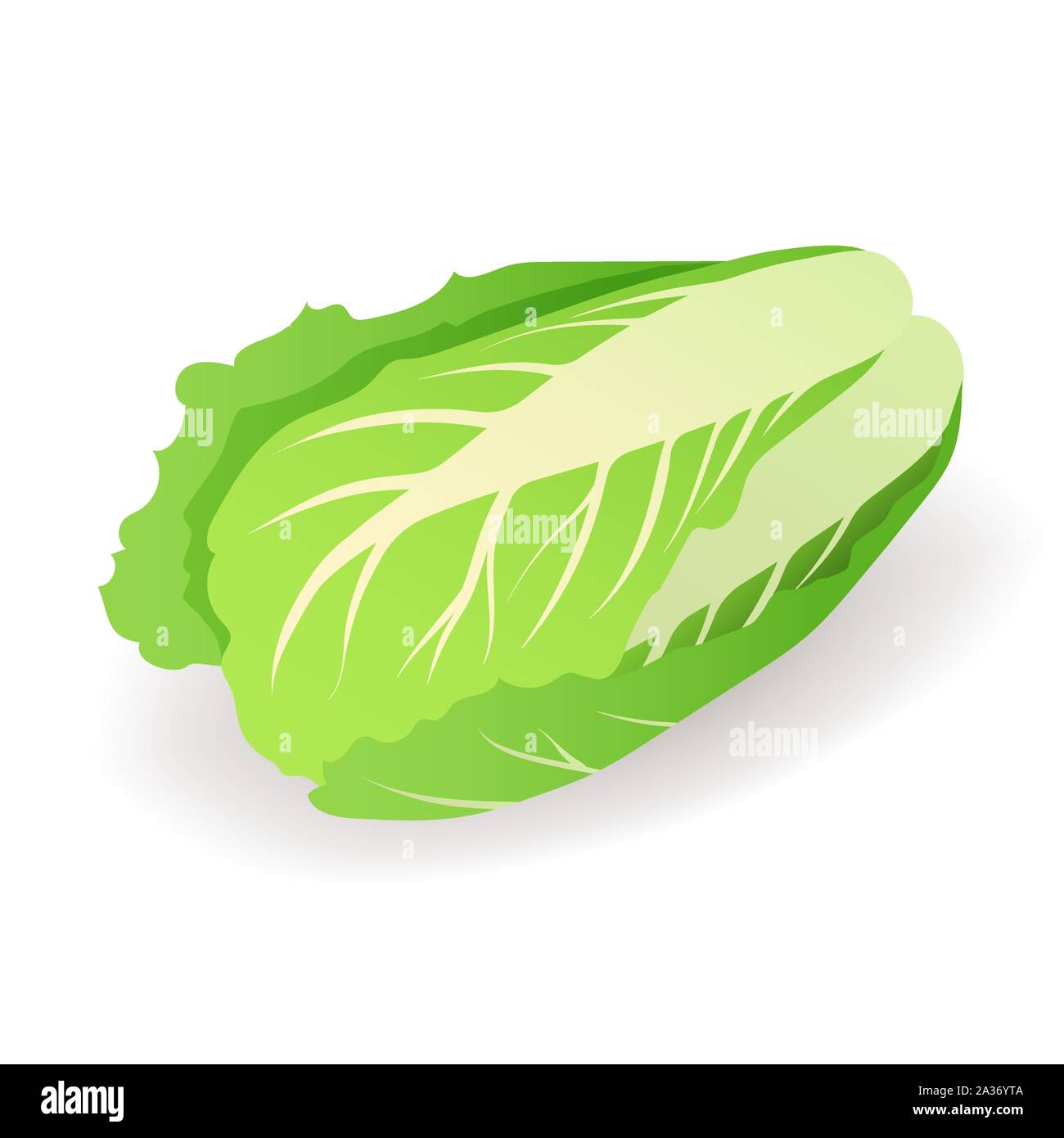 L'icône verte fraîche de chou chinois isolé sur fond blanc, les légumes de culture biologique, vector illustration. Illustration de Vecteur
