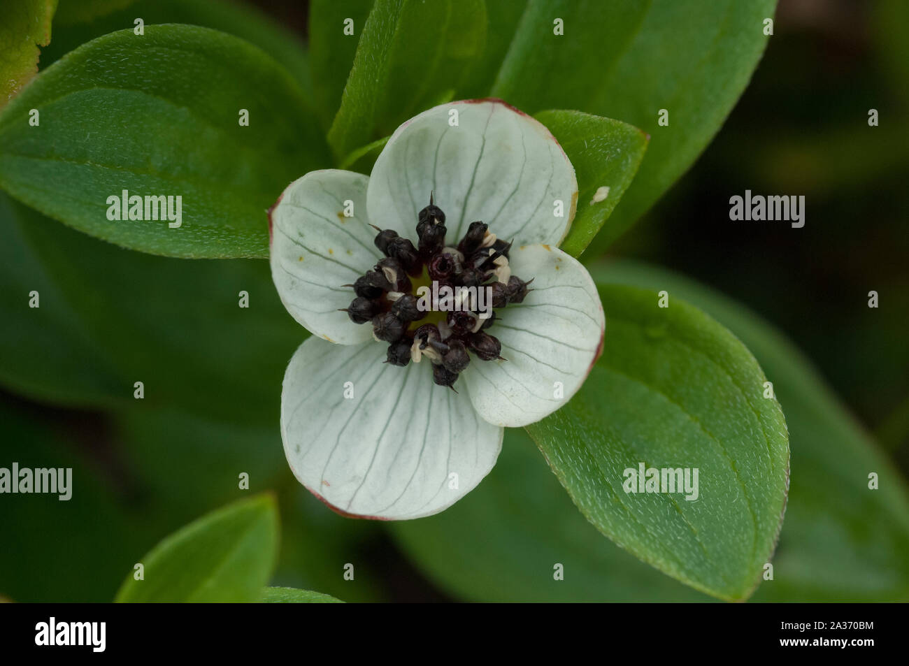 Dwarf Cornel (Cornus suecica) croissant dans des bois humides, Hilmo Norvège Banque D'Images