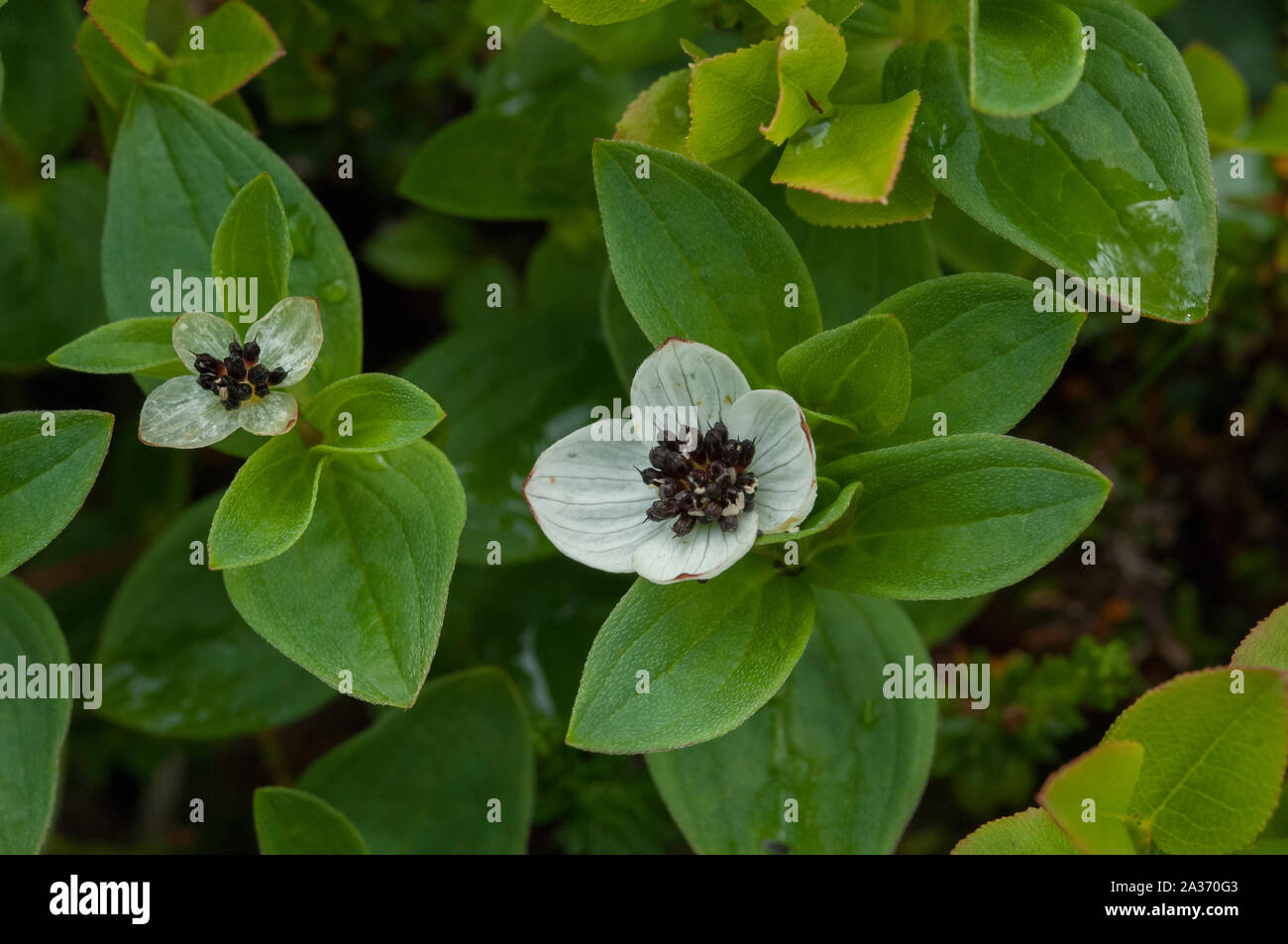 Dwarf Cornel (Cornus suecica) croissant dans des bois humides, Hilmo Norvège Banque D'Images