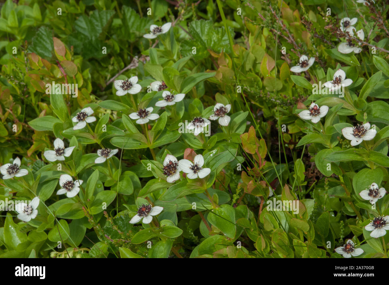 Dwarf Cornel (Cornus suecica) croissant dans des bois humides, Hilmo Norvège Banque D'Images