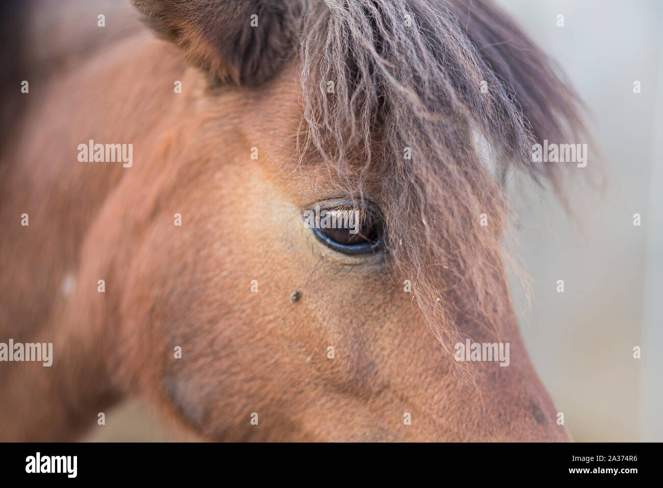 Cute brown horse close up portrait de l'œil et de la tête Banque D'Images