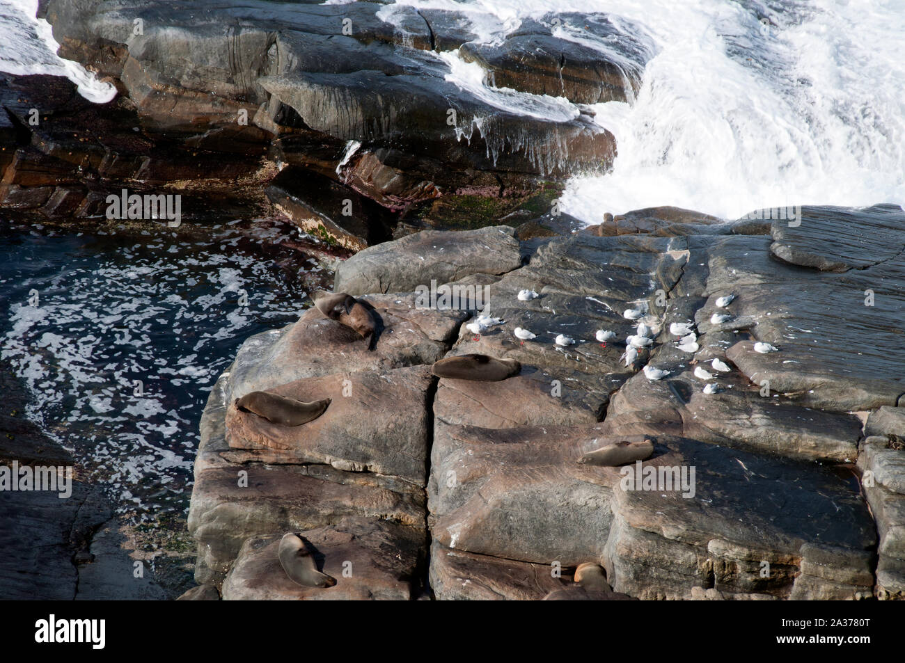 Kangaroo Island Australie, vue aérienne des otaries et des mouettes sur les falaises à marée Banque D'Images