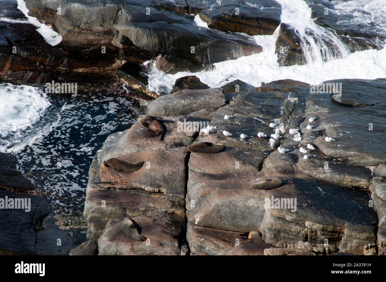 Kangaroo Island Australie, vue aérienne des otaries et des mouettes sur les falaises à marée Banque D'Images