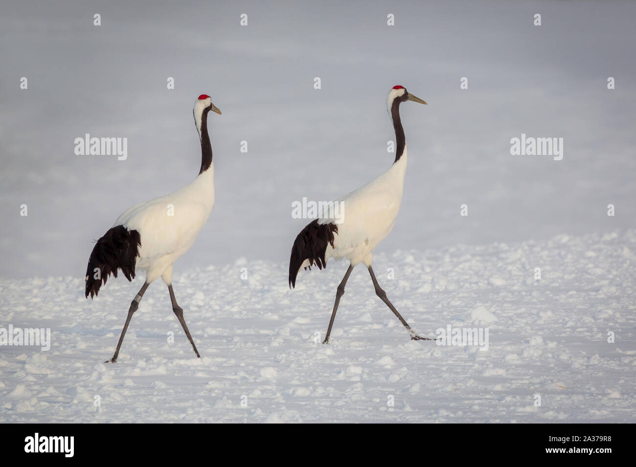 Paire de grues couronnées rouge marche dans la neige, Hokkaido, Japon Banque D'Images